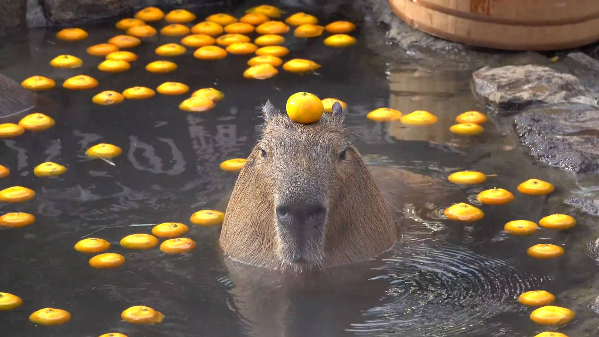 Ảnh hình nền máy tính Capybara