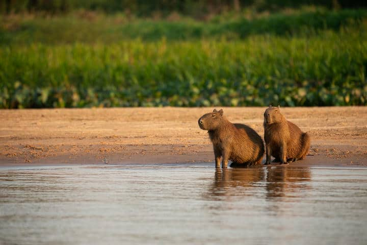 Hình nền Capybara siêu cute cho điện thoại