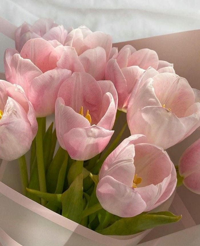 Hình ảnh avatar hoa tulip buồn