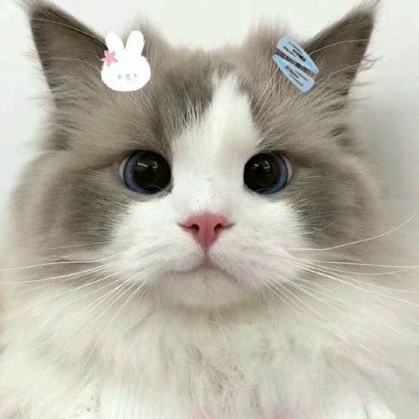 Ảnh avatar mèo con đội mũ Kitty siêu đáng yêu