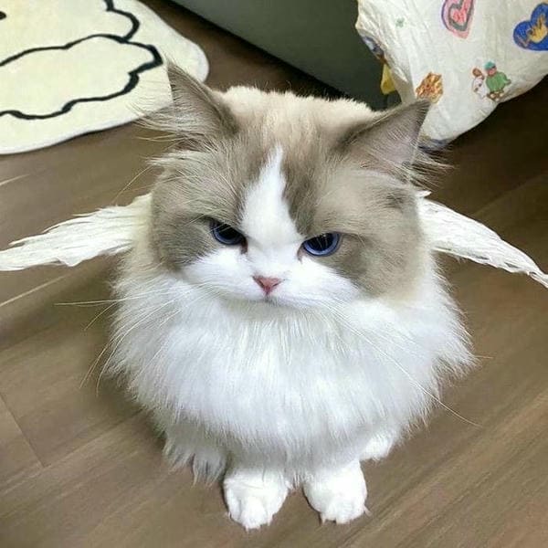 Hình ảnh avatar anime mèo Kitty đáng yêu